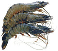 SEMI IQF RAW HEAD ON BLACK TIGER PRAWNS 16/20 600G NET 1 KG BAG