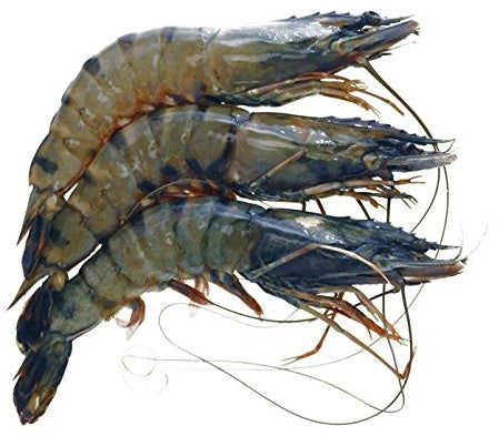 SEMI IQF RAW HEAD ON BLACK TIGER PRAWNS 16/20 600G NET 1 KG BAG