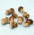 FUNGHI PORCINI WHOLE FROZEN URBANI 1ST CHOICE 1KG BAG (5 KG BOX)