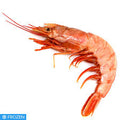 ARGENTINIAN RED PRAWNS 10/20 FROZEN ON BOARD X2KG BLOCK