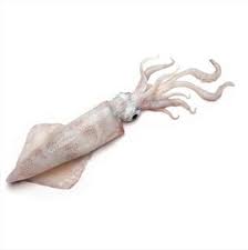 CALIFORNIAN FROZEN MEDIUM SQUID 454G BLOCKS